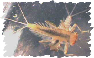Mayfly
