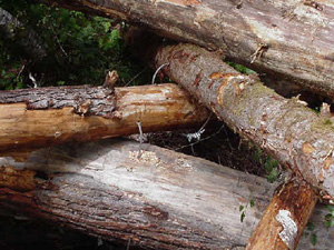 In Stream Monitoring 3 In Stream Monitoring