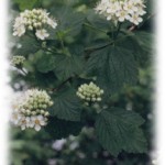 Ninebark