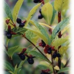 Twinberry