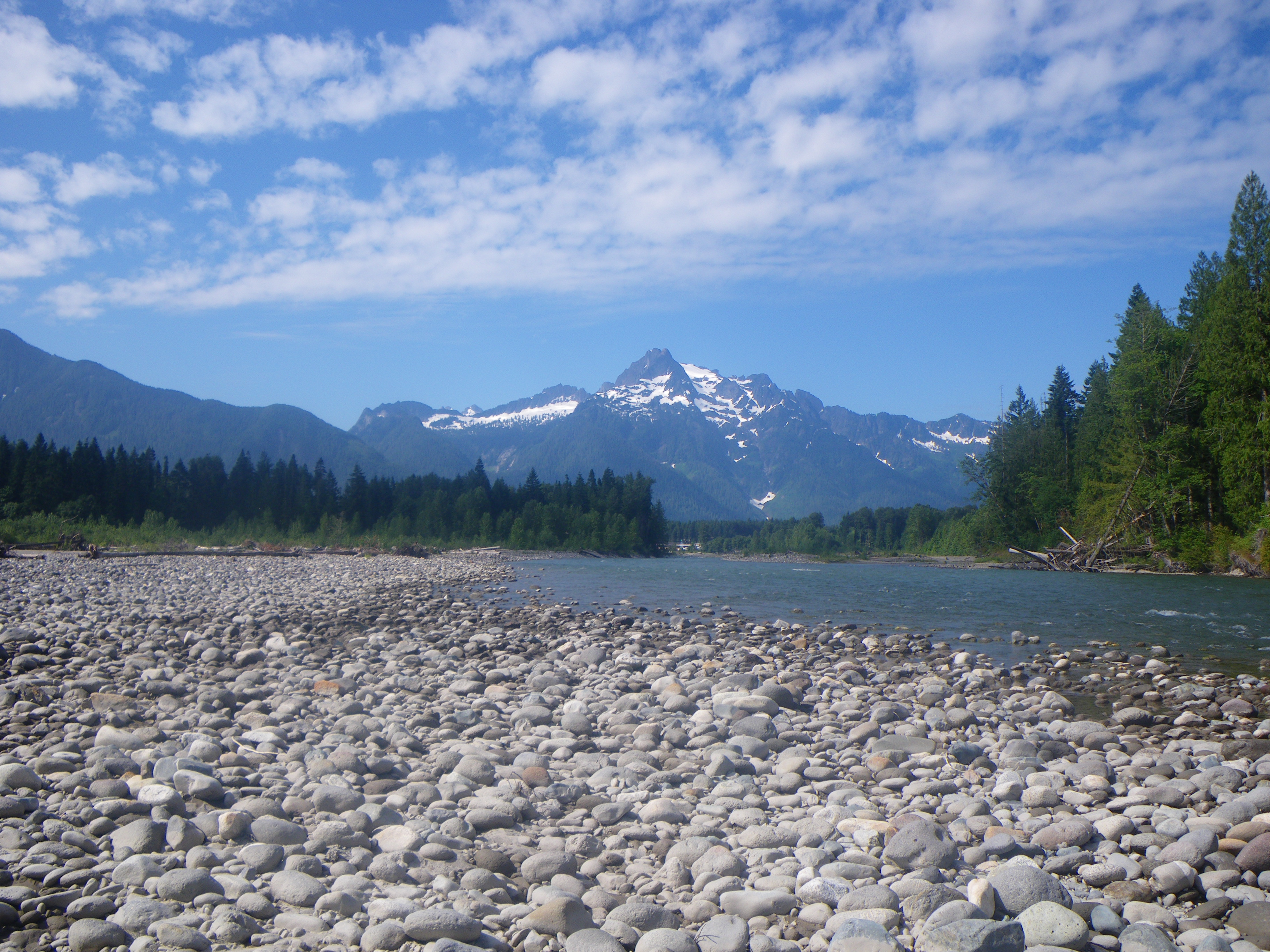 Knotweed Program Skagit Fisheries Enhancement Group