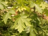 Bigleaf Maple