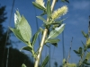 Pacific Willow