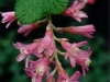 Red-Flowering Currant
