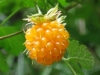 Salmonberry