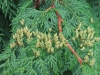 Western Red Cedar